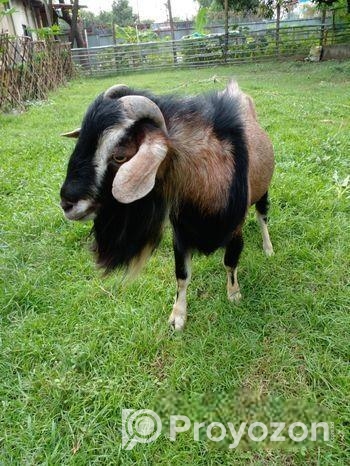 পিউর ব্ল্যাক বেঙ্গল পাঠা ছাগল (বাঙালির গর্ব)