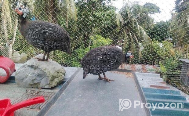 ৪ টি তিত মুরগী বিক্রি করা হবে।