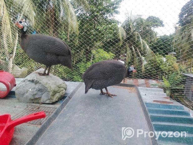 ৪ টি তিত মুরগী বিক্রি করা হবে।