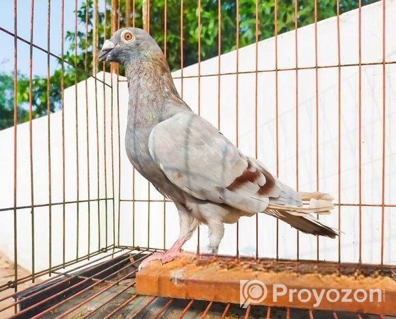 Raicer kobutor for racing