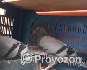 fitted-77_2025-08-20_12-30-47