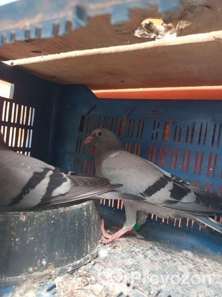 রেসার বাচ্চা বিক্রি হবে