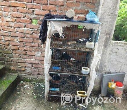 কবুতর বিক্রি হবে