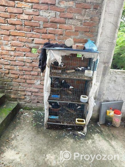 কবুতর বিক্রি হবে