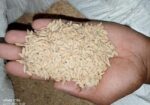 মোটা ধান/ধান / পাখির খাবার