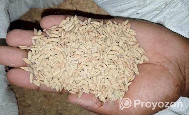 মোটা ধান/ধান / পাখির খাবার