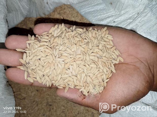 মোটা ধান/ধান / পাখির খাবার