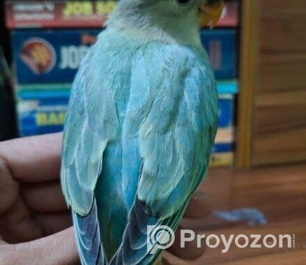 Love bird