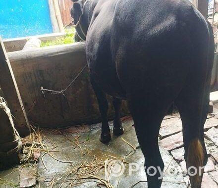 ষাড় গরু
