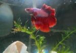 Betta Fish,fighter Fish Sell Full Fresh