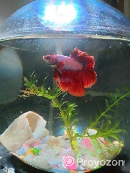 Betta Fish,fighter Fish Sell Full Fresh