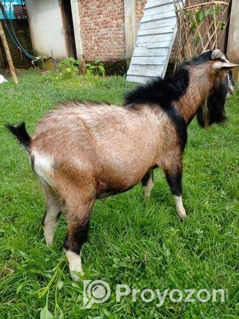 পিউর ব্ল্যাক বেঙ্গল পাঠা ছাগল (বাঙালির গর্ব)