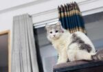 white persian