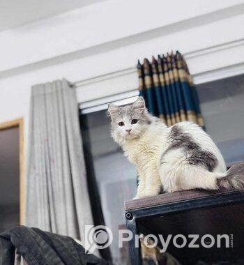 white persian