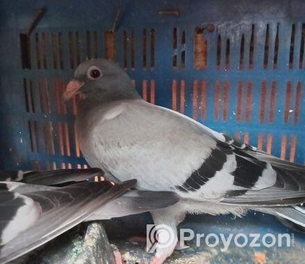 রেসার বাচ্চা বিক্রি হবে