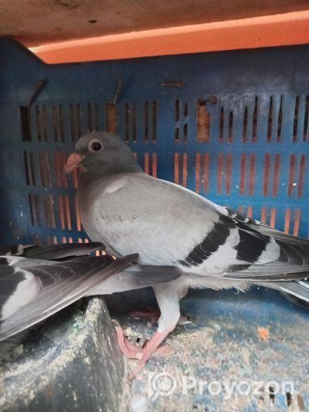 রেসার বাচ্চা বিক্রি হবে