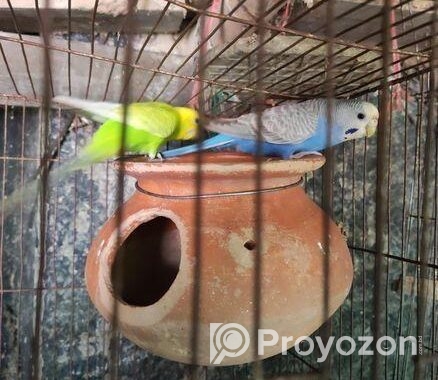 কম দামে একজোড়া বাজরিগার পাখি বিক্রি করা হবে