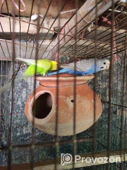 কম দামে একজোড়া বাজরিগার পাখি বিক্রি করা হবে