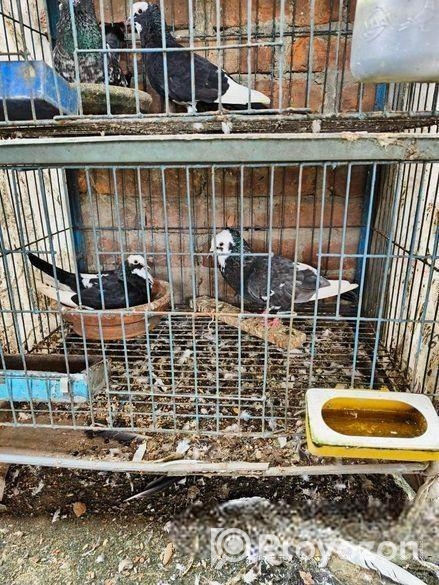 কবুতর বিক্রি হবে