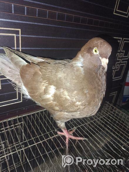 1 ta king payra sell hobe