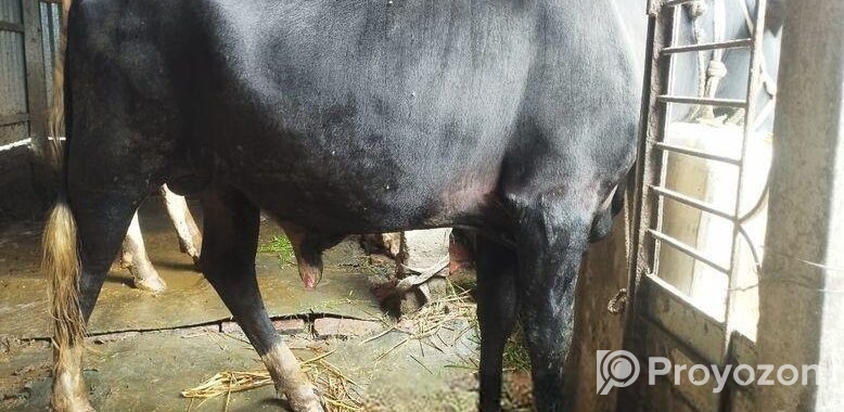 ষাড় গরু