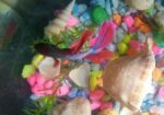 Betta Fish,fighter Fish Sell Full Fresh