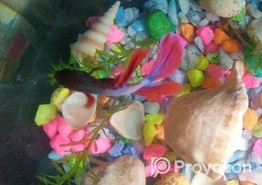 Betta Fish,fighter Fish Sell Full Fresh