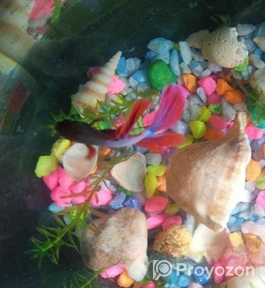 Betta Fish,fighter Fish Sell Full Fresh