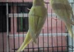 Red Eyes Lutino Budgie Bird