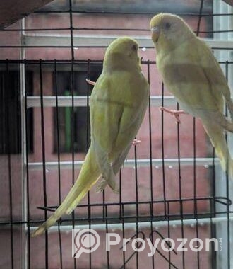 Red Eyes Lutino Budgie Bird