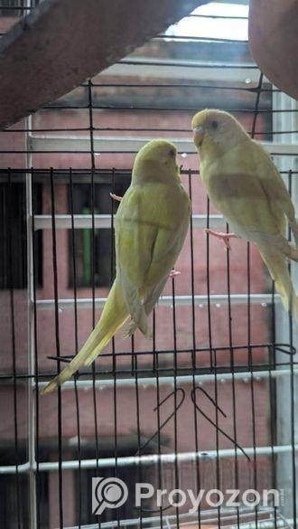 Red Eyes Lutino Budgie Bird