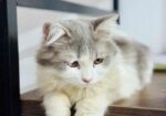 white persian