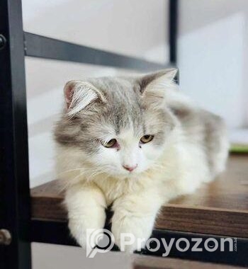 white persian