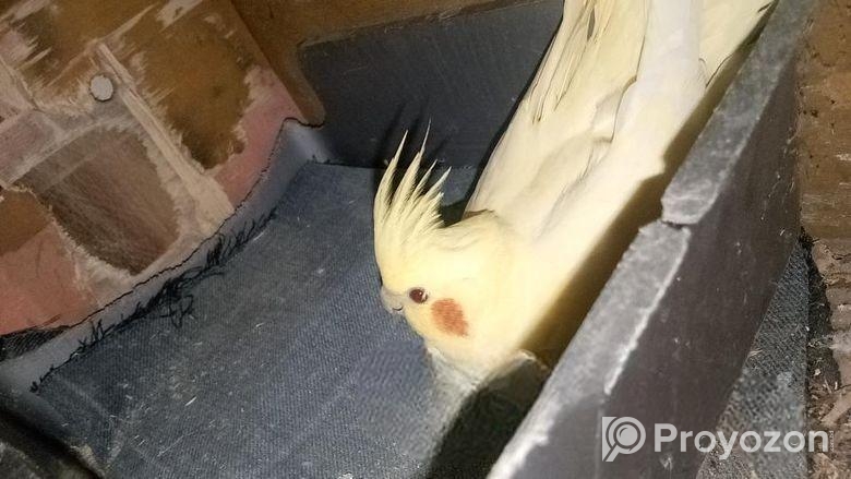 ককাটেল পাখি জুরা বাচ্চাসহ