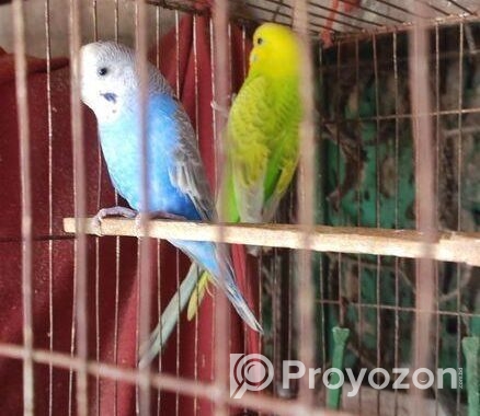 কম দামে একজোড়া বাজরিগার পাখি বিক্রি করা হবে
