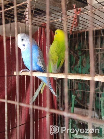 কম দামে একজোড়া বাজরিগার পাখি বিক্রি করা হবে