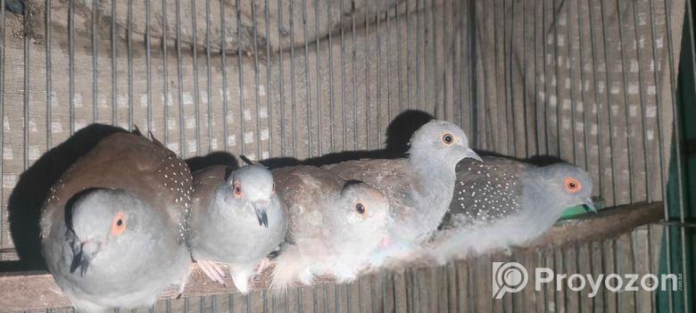 Diamond Dove (grey)