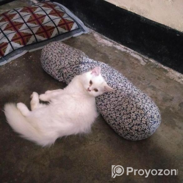 বিড়াল পার্শিয়ান