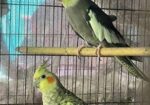 Cockatiel Running Adult Pair