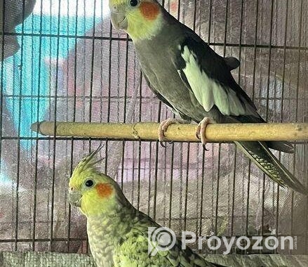 Cockatiel Running Adult Pair