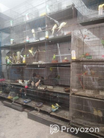 একজোড়া বাজরিগার পাখি বিক্রি করা হবে