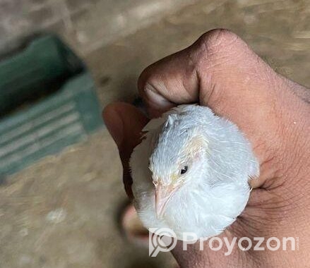 কিং কয়েল পাখি রানিং পেয়ার