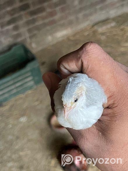 কিং কয়েল পাখি রানিং পেয়ার