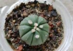 sell plant