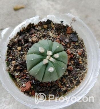 sell plant