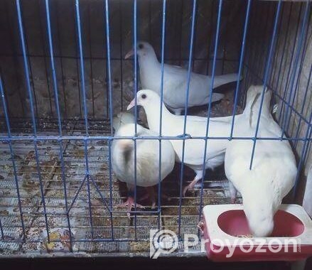 বাগদাদি কবুতর বিক্রি হবে।
