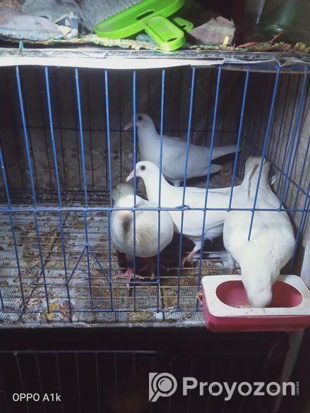 বাগদাদি কবুতর বিক্রি হবে।