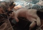 Mix breed Persian