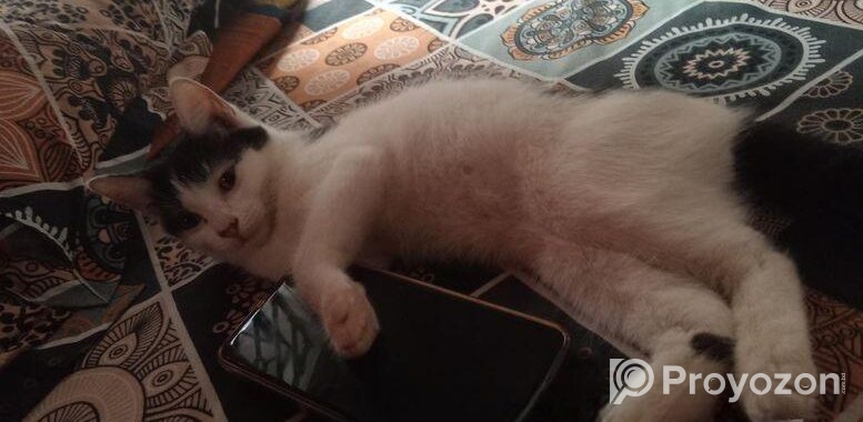 Mix breed Persian