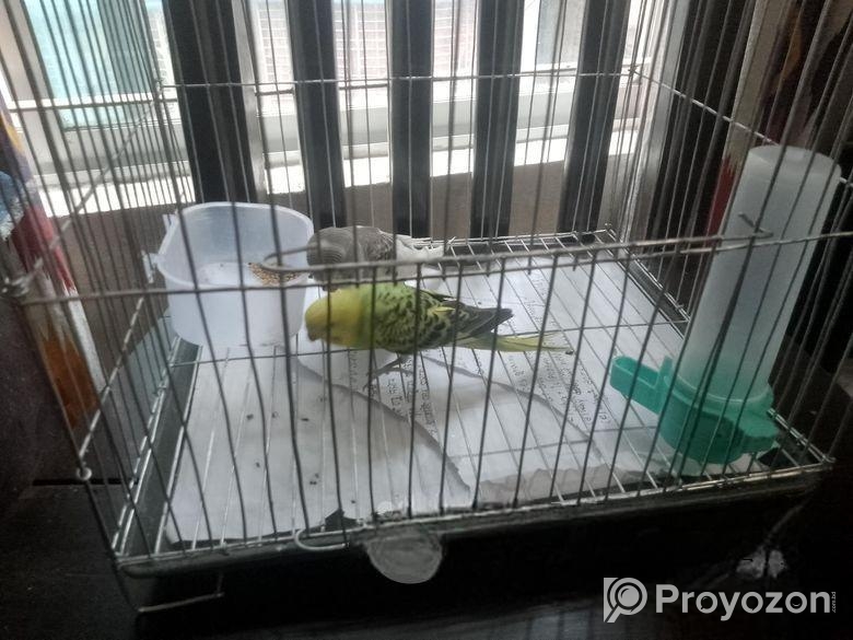 Tame Budges with Full Setup